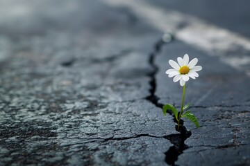 Beautiful flower growing out of a crack in the asphalt, hard time run, struggle background, hard...