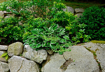 funkia i zielone krzey na kamiennym murku, kamienie, hosta i zielone krzewy w ogrodzie japońskim, ...