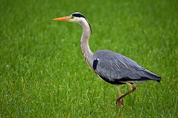gray herons fly over green grass