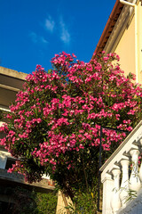duży krzew oleandra kwitnący na balkonie, rózowy oleander na balkonie, large oleander bush blooming on the balcony, pink oleander on the balcony, Nerium oleander, 