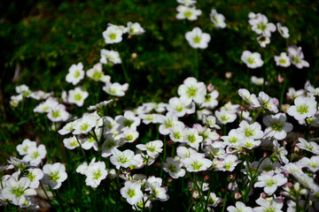 białe kwiaty skalnicy na zielonym tle, biała skalnica  Arendsa, Saxifraga × arendsii, Arends' white saxifrage, Saxifraga cespitosa Arends blooms in the garden,	 - obrazy, fototapety, plakaty
