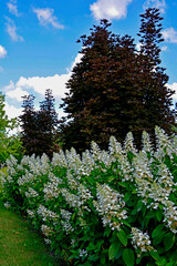 kwitnąca Hortensja bukietowa, białe hortensje bukietowe w ogrodize na tle nieba, Hydrangea paniculata, blooming bouquet hydrangea, bush of white hydrangea macrophylla in the garden against a blue sky