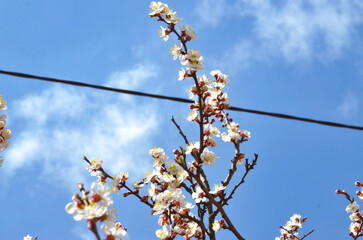 Apricot tree branches in bloom on a background of blue sky, black wire and white translucent clouds