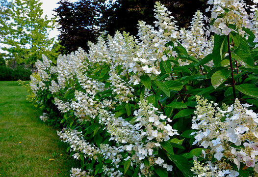 kwitnąca Hortensja bukietowa, białe hortensje bukietowe w ogrodize, Hydrangea paniculata, blooming bouquet hydrangea, bush of white hydrangea macrophylla in the garden 