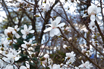 White magnolia flowers branches on a green park background