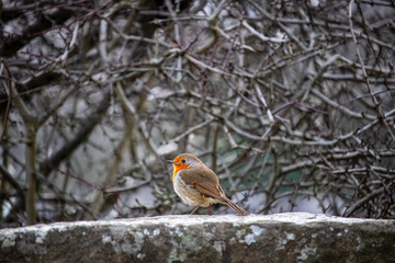 Robin on a snowy wall
