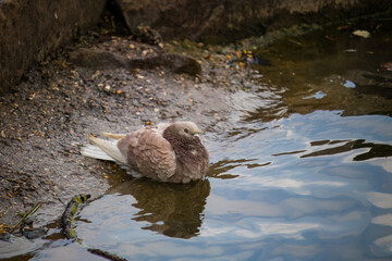 Pigeon next to water