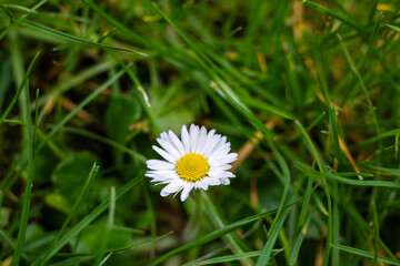 daisy flower in the grass
