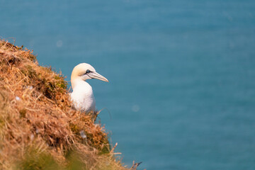Gannet on a cliff
