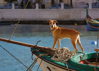 Dog standing on a boat in a Malta harbor, with traditional colorful boats in the background.