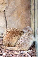 Primer plano de una Suricata (Timón) muy divertida y feliz en su habitat