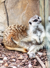 Primer plano de una Suricata (Timón) muy divertida y feliz en su habitat