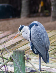 Preciosa Ave en el zoologico de Madrid