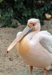 Primer plano de un pelicano rosado