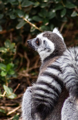 Lemur en el zoologico de Madrid