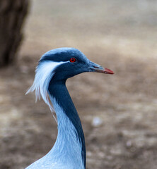 Faisán en el zoológico de Madrid