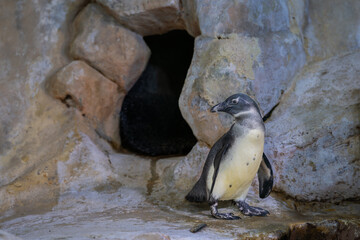 Humboldt penguin (Spheniscus humboldti) on a rock.