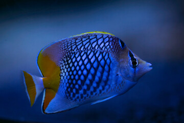 Pearlscale butterflyfish (Chaetodon xanthurus), also known as yellow-tailed butterflyfish,...