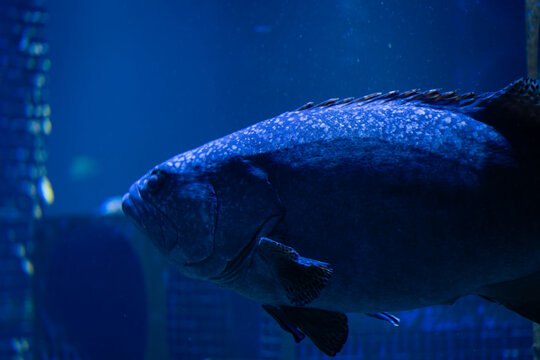 Blurred images of giant grouper fish for background. Giant grouper (Epinephelus lanceolatus).