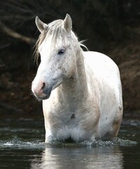 Wild Horse Wading into River