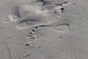 Fototapeta na wymiar Footprints in Wet Sand at the Beach Stock Photo