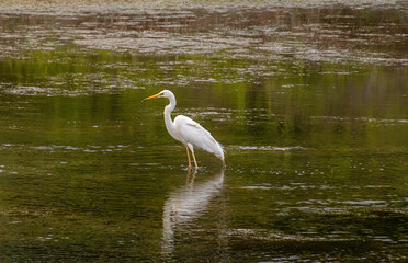 Great Egret searching for fishes in little pond near Meran, South Tyrol, Italy