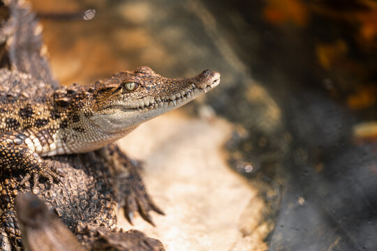 Alligator and crocodile in the wild swamp, showcasing reptile predators with sharp teeth in their natural habitat.