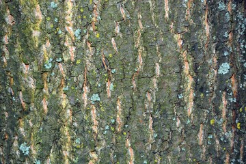 Photo of a tree limb with bark as a background texture