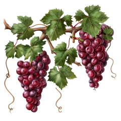 three bunches of red grapes on a branch with leaves,  isolated on a transparent background  