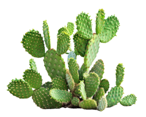 Green opuntia tropical cactus plants isolated on transparent background  