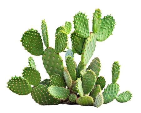 Green opuntia tropical cactus plants isolated on transparent background  