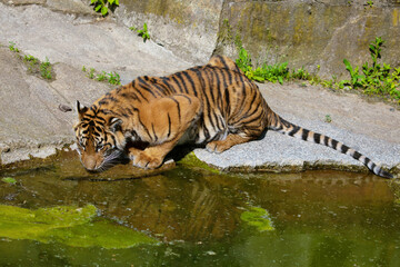 critically endangered Sumatran tiger