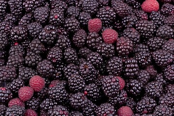Close-up view of a fresh collection of blackberries with a single red raspberry standing out amidst the dark fruit. The image showcases the natural textures and vibrant colors of ripe berries, perfect