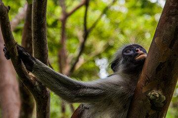 Zanzibar red king colobus closeup