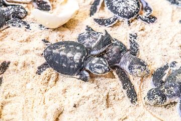 newborn cubs of sea turtle