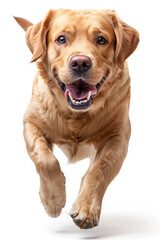 A beige adult labrador runs and smiles. Isolated on white background