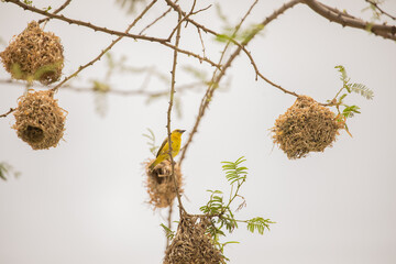 Weaver bird (weaver finches) building nest