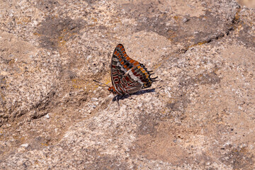 Two-tailed Pasha butterfly sitting on on a stone  - obrazy, fototapety, plakaty