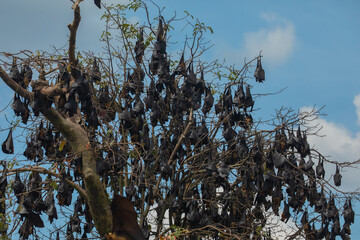 close-up hanging Mariana fruit bat (Pteropus mariannus)