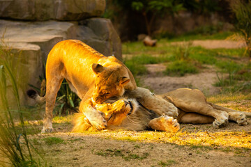 Pair adult Lions playing in zoological garden