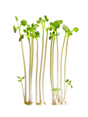 A bunch of fresh green onions isolated on a white background