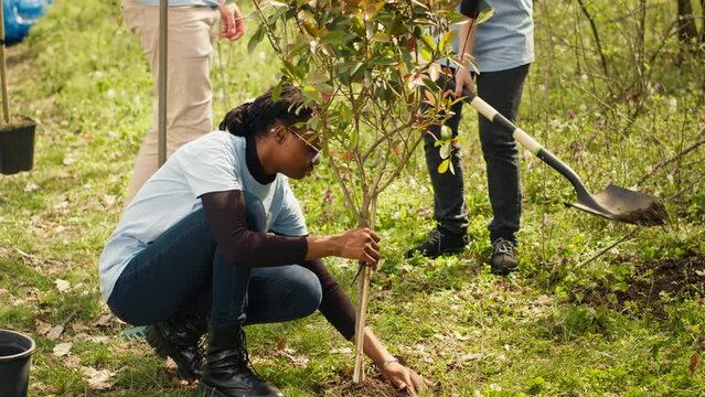 Diverse climate change activists work to plant trees in the woods, contributing to nature and wildlife preservation. Volunteers bringing ecological justice to the natural forest habitat. Camera A.
