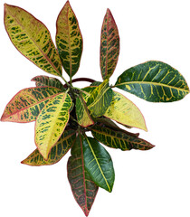 croton leaves isolated png © Amber