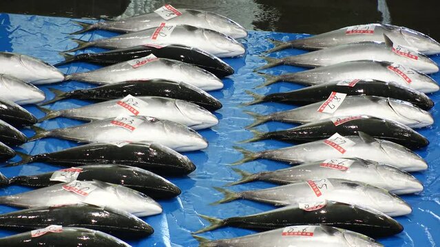 NUMAZU, SHIZUOKA, JAPAN - MARCH 2024 : View of Japanese amberjack (yellowtail or buri fish) auction. Japanese seafood concept video.