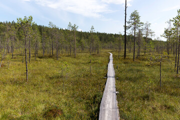 Photo of a trail in lake region