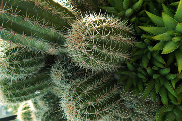 Vibrant Green Cactus Close-Up: Explore the intricate textures and lush hues of this captivating...