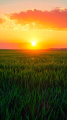 Golden Hour Serenity: A Captivating Display of Vast Field Kissed by Fiery Sunset