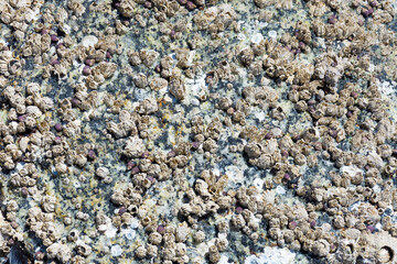 A close up image of the texture of multiple barnacles covering a rock at low tide. 