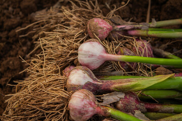 Fresh garlic, harvested directly from the garden, is a natural product