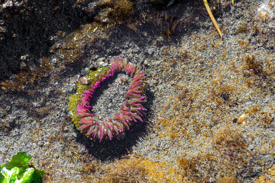 An image of a single green and pink sea anemone feeding at low tide. 